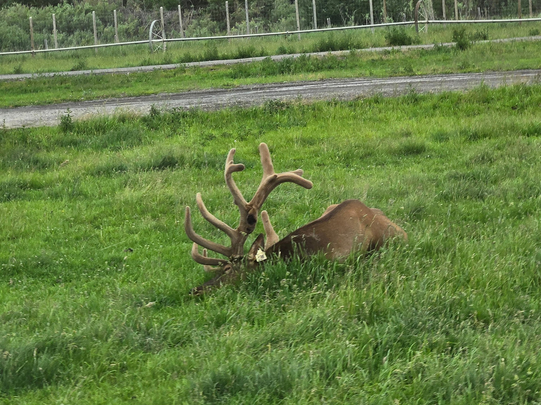 Yellowstone Safari Park-雷克斯堡必去景点