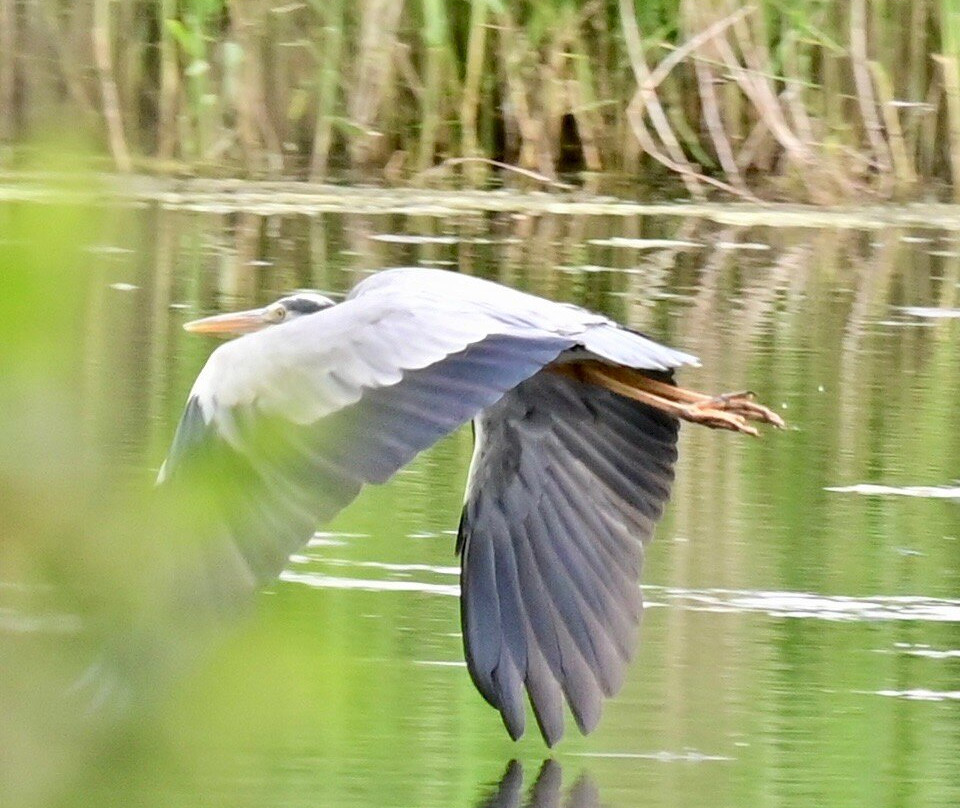 Whisby Nature Park-林肯必去景点