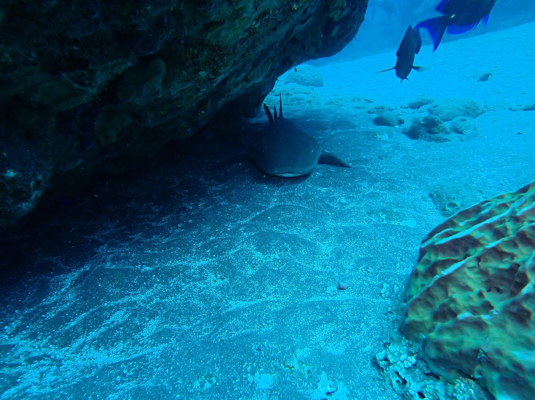 Sea Saba Dive Center-Windwardside必去景点