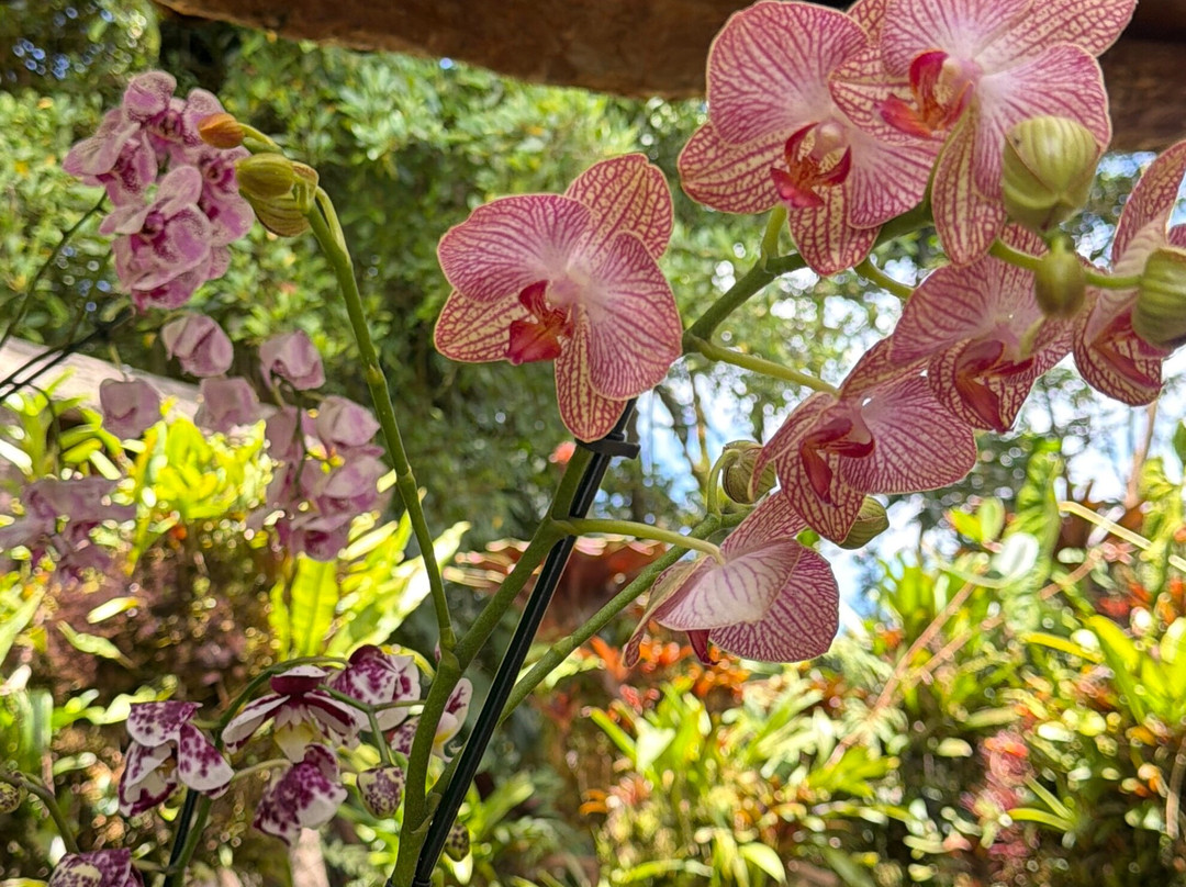 Arenas Travel Costa Rica-埃斯卡松必去景点