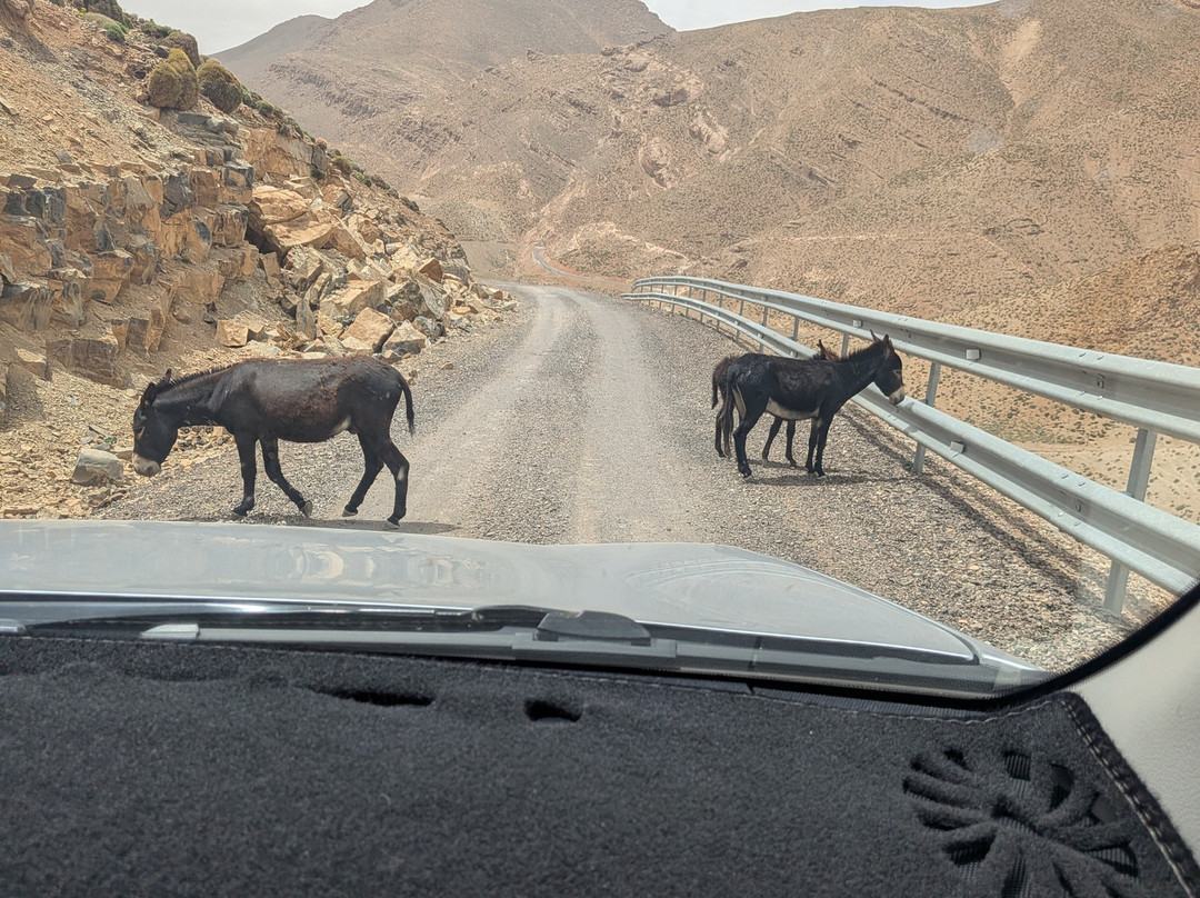 Private Morocco Driver-马拉喀什必去景点
