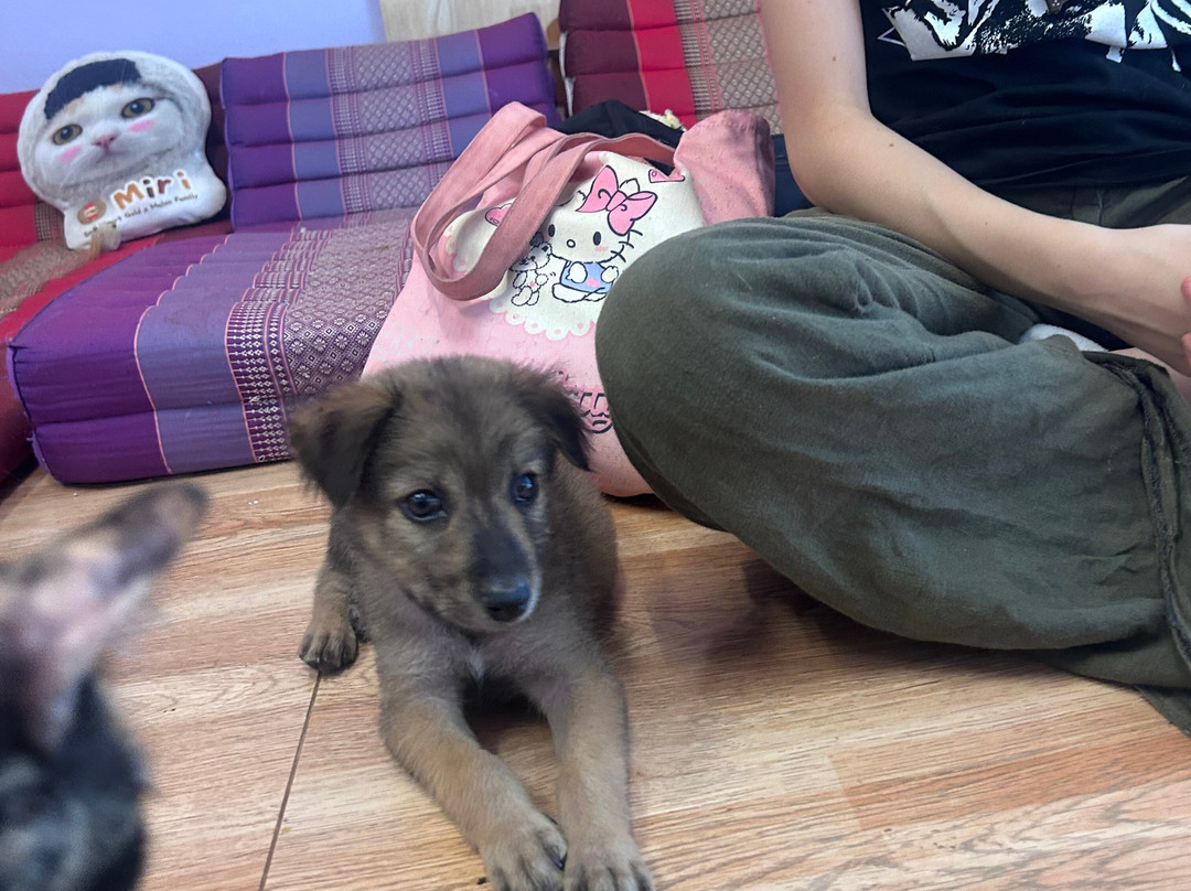 Dog and Cat Rescue Samui Foundation-塔林必去景点