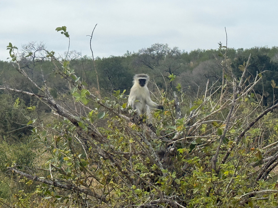 Southern Kruger Safaris-玛洛斯帕克必去景点