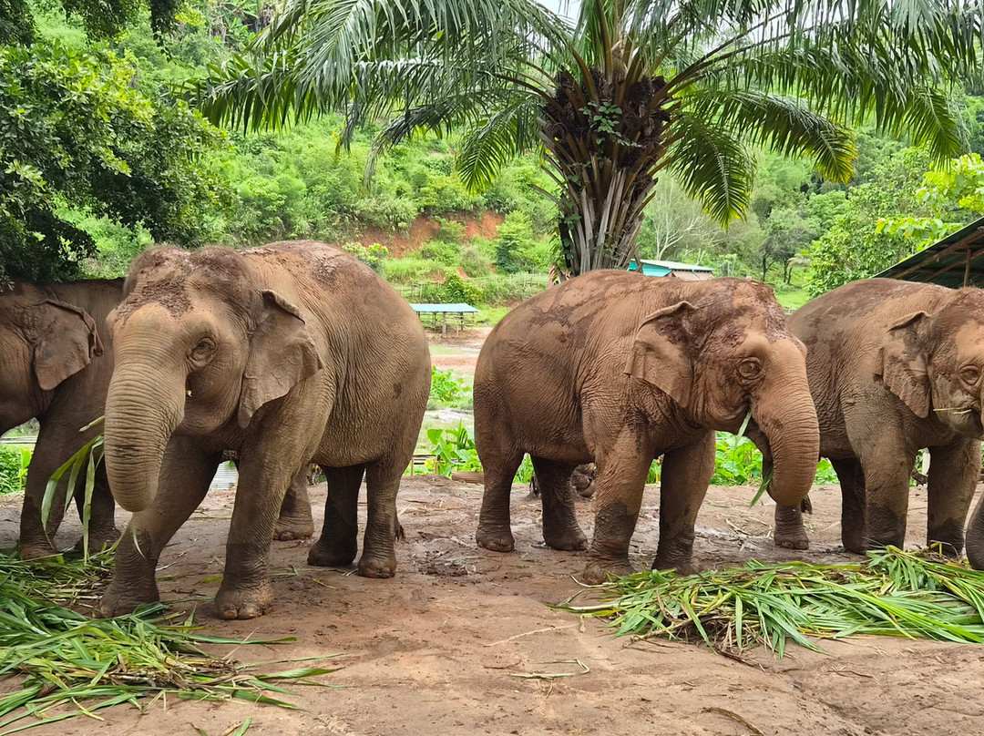 Elephant Steps Chiang Rai-清莱必去景点