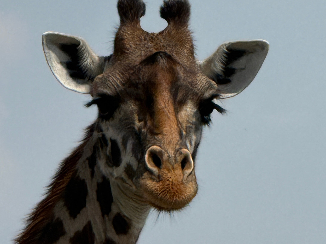 Brighte Maasai Adventures-Mara North Conservancy必去景点