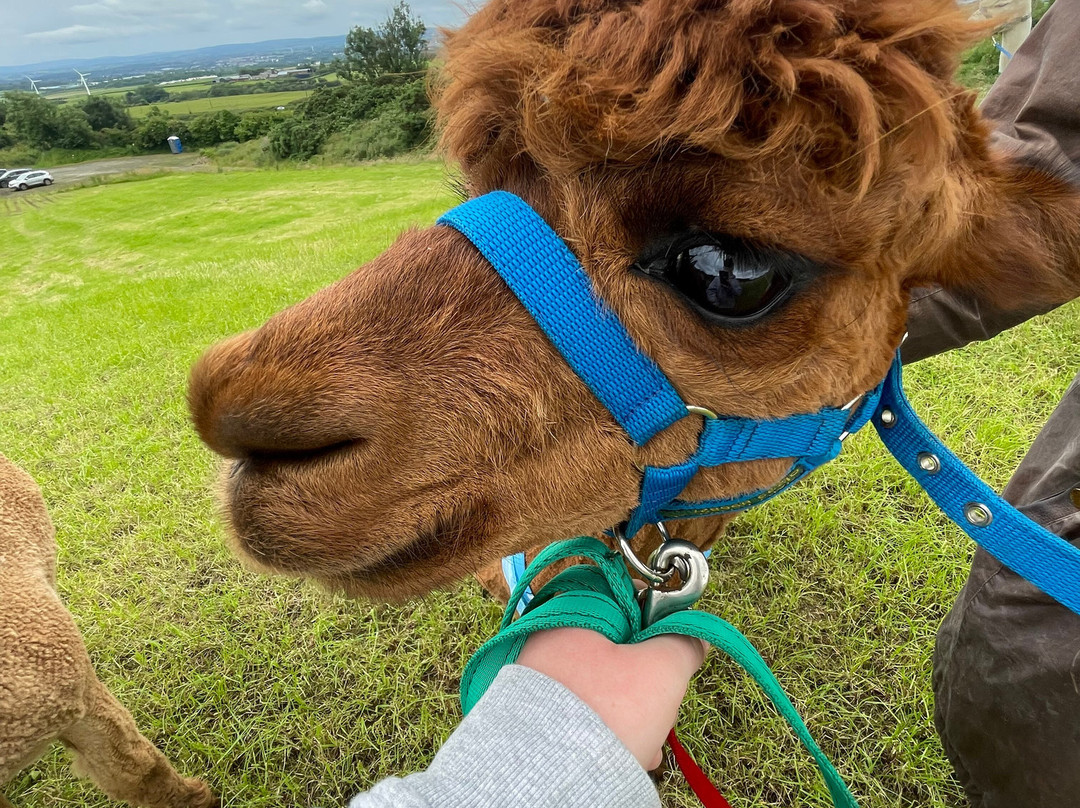 North Coast Alpacas-科尔雷恩必去景点