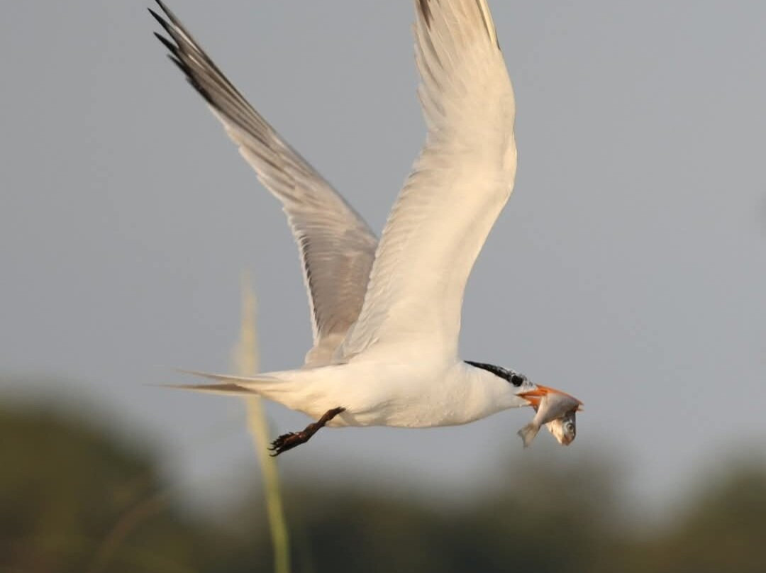 Lowcountry Photo Safaris-博福特必去景点