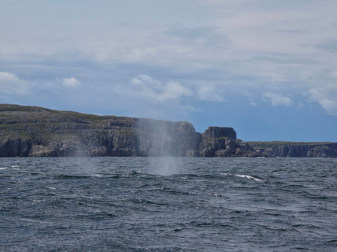 Discovery Sea Adventures-Bonavista必去景点