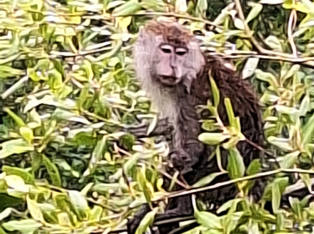 Bako National Park-古晋必去景点