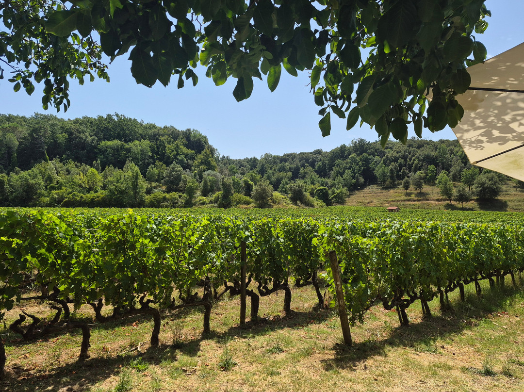 Tenuta La Macchia-Montescudaio必去景点