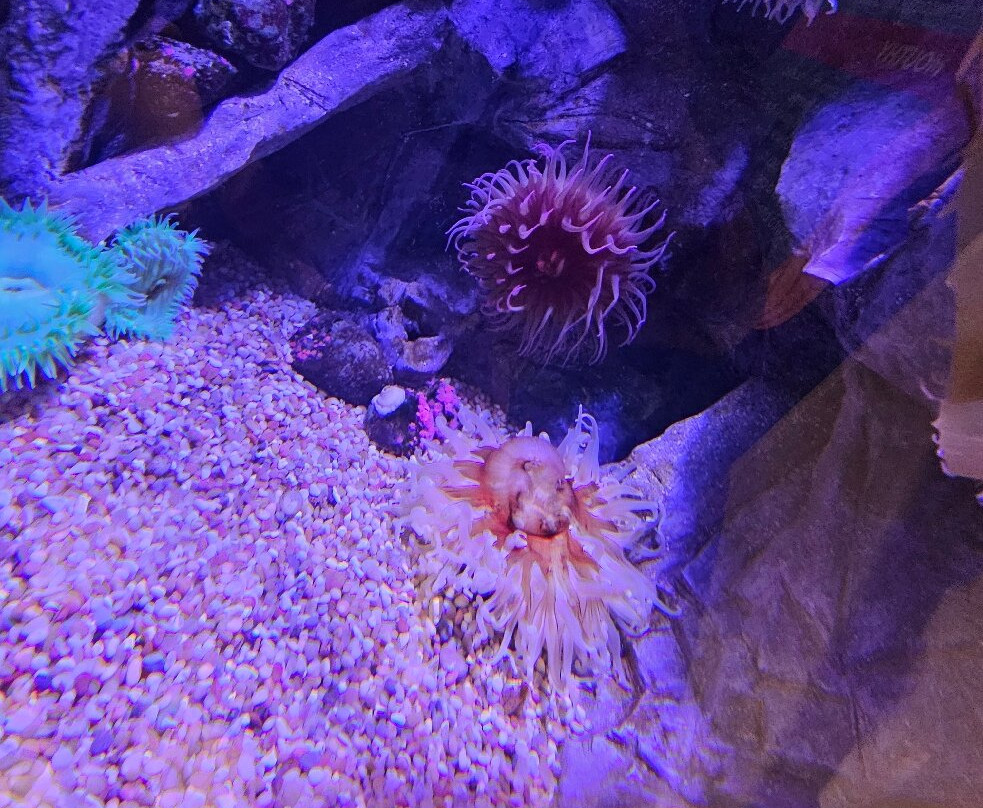 Aquarium At The Boardwalk-布兰森必去景点