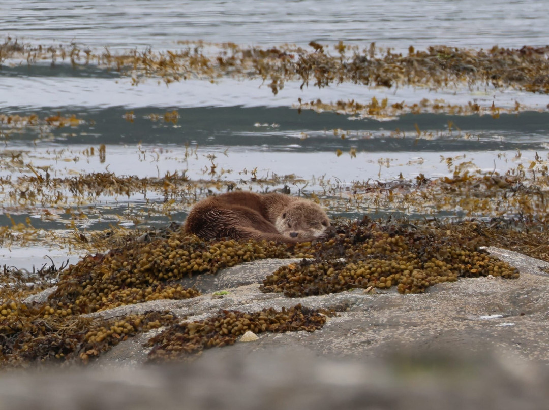 Wild Mull Tours-Pennyghael必去景点