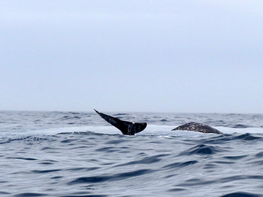Whale Research EcoExcursions-Depoe Bay必去景点