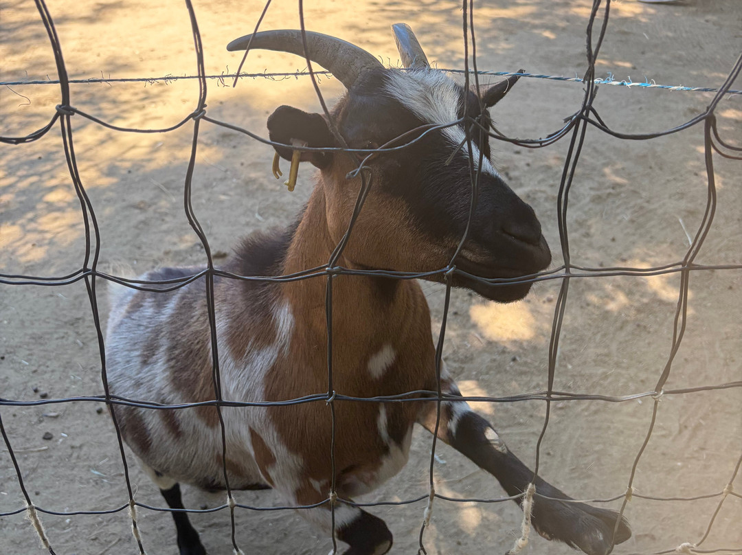 Parc Animalier des Gorges de l'Ardeche-Vagnas必去景点