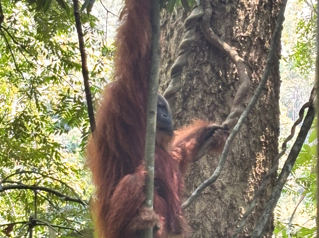 Sumatra Orangutan Explore-武吉拉旺必去景点