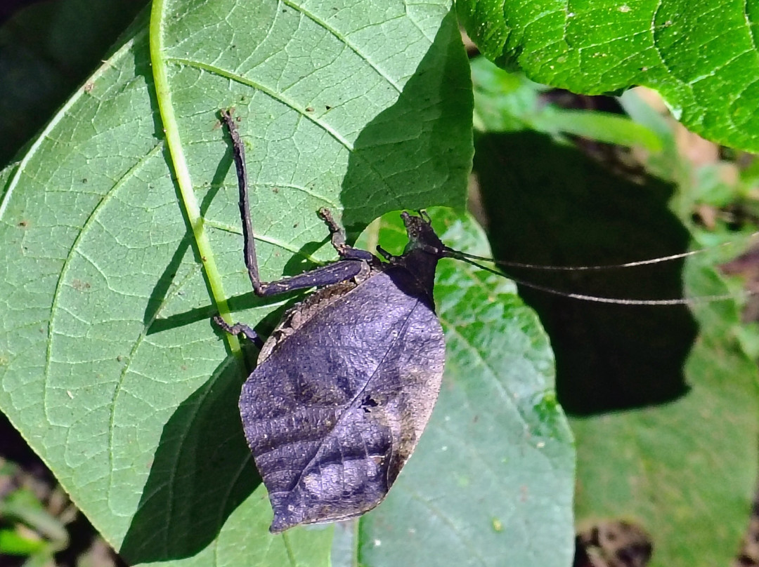 Frog's Paradise-Bijagua de Upala必去景点