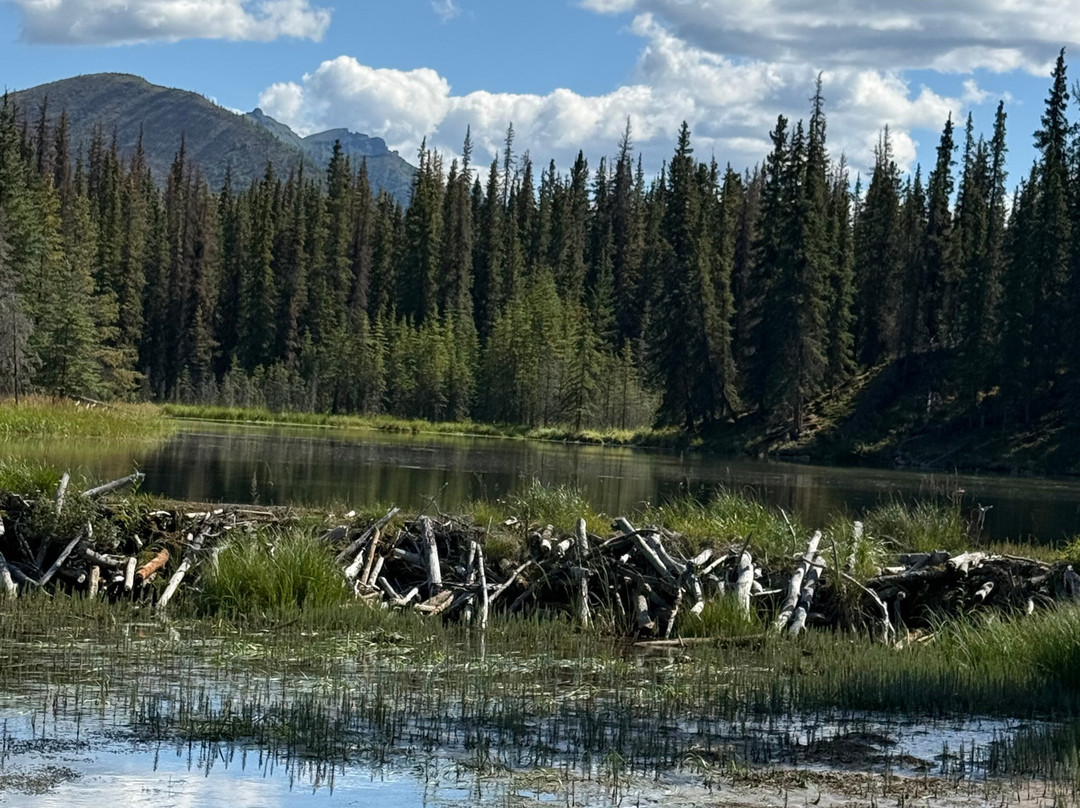 Denali National Park-阿拉斯加必去景点