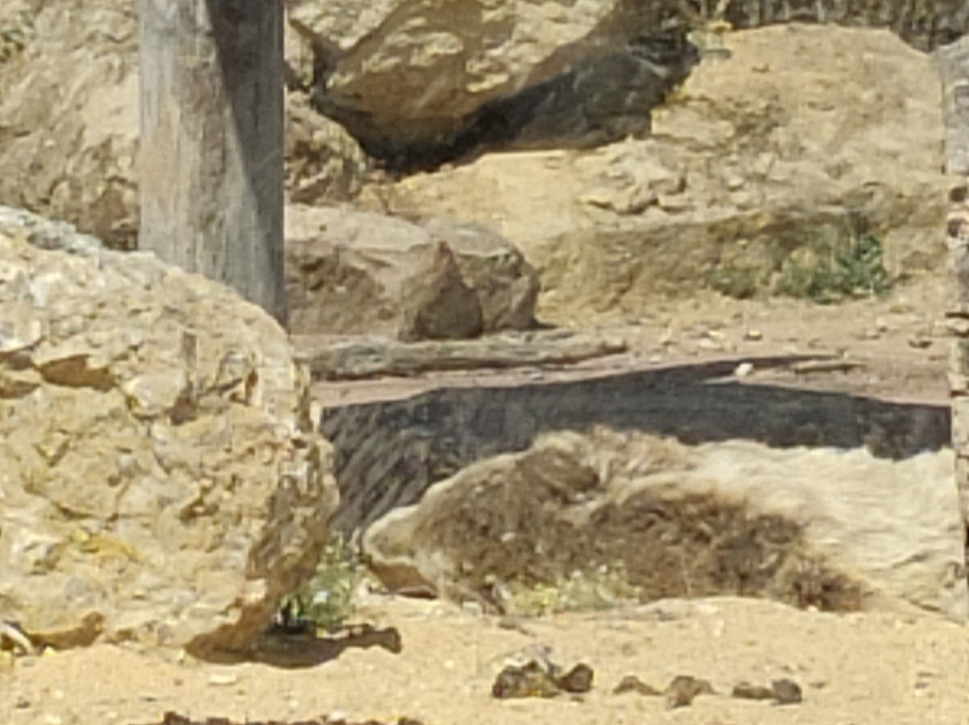 La Tanière - Zoo Refuge-Nogent-le-Phaye必去景点