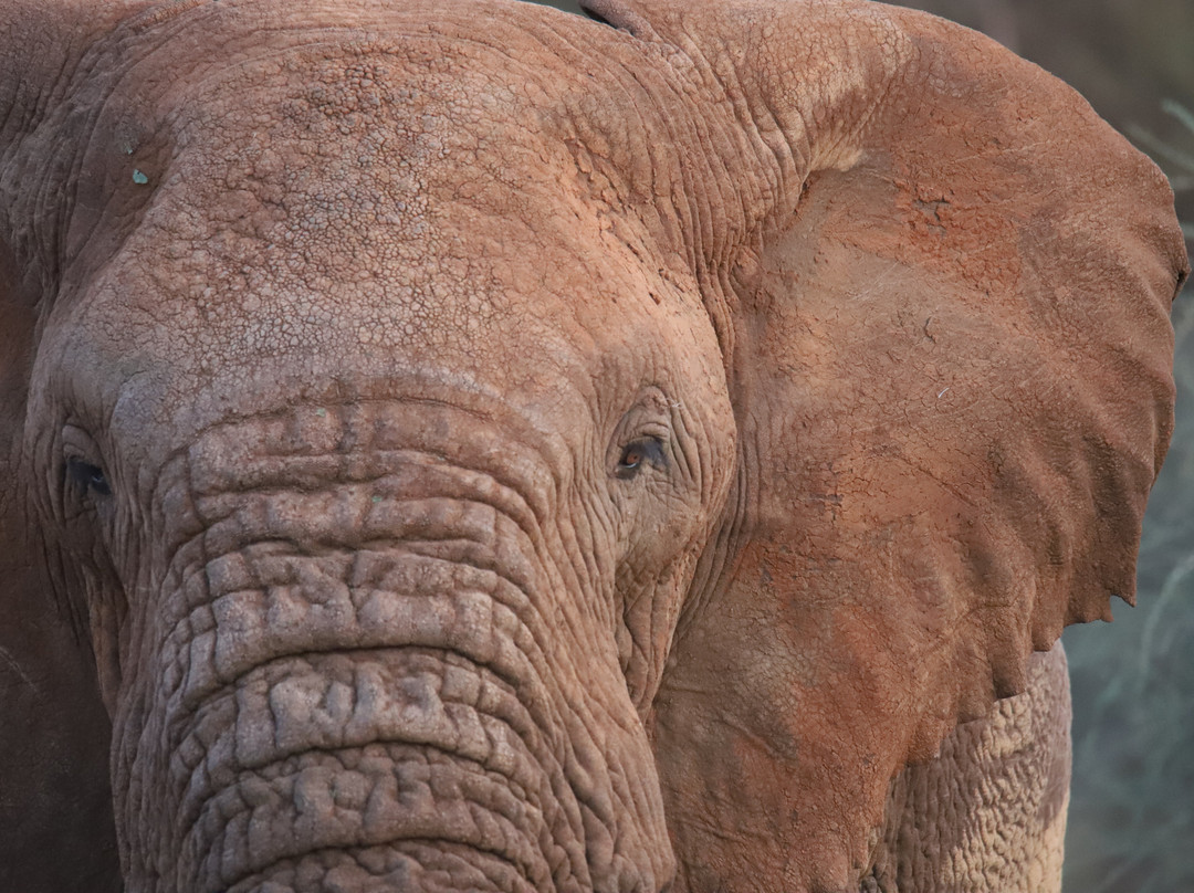 Samburu National Reserve-内罗毕必去景点