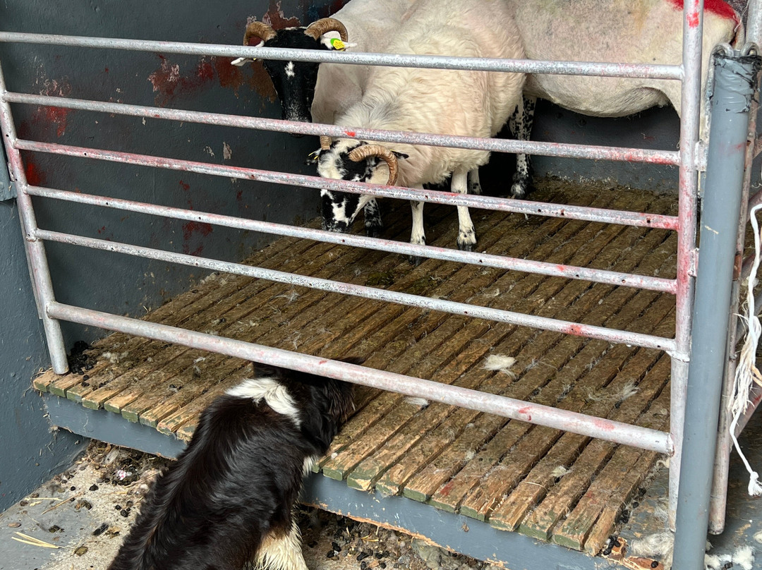 Kissane Sheep Farm-凯里郡必去景点