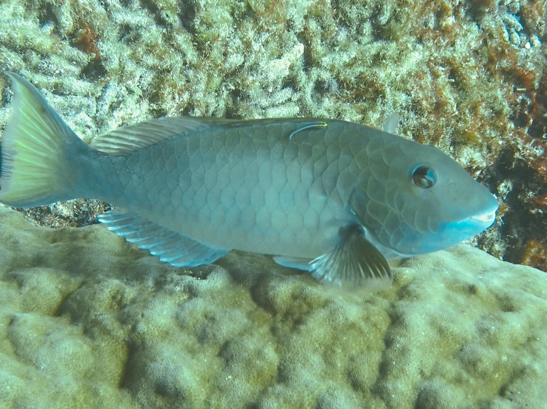 Dive Center Scuba Do-威廉斯塔德必去景点