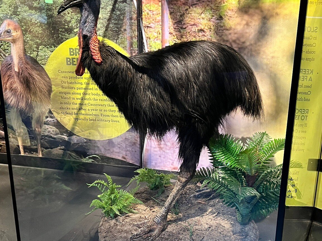 Cairns Aquarium-凯恩斯必去景点