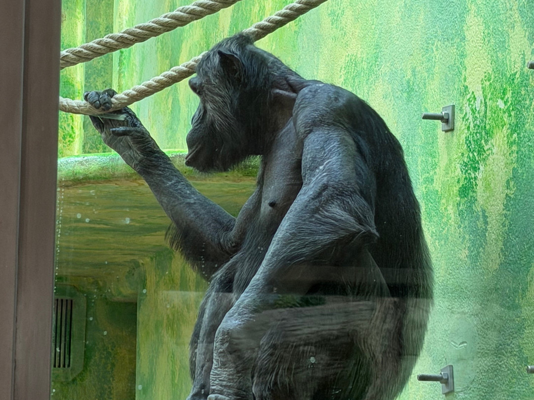 Zoo Antwerpen (dierentuin)-安特卫普必去景点