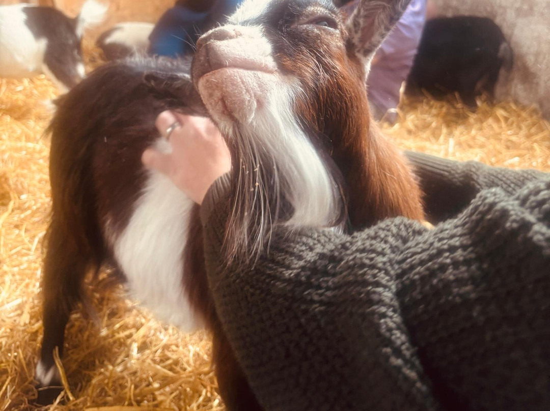 Kinedale Donkeys-Ballynahinch必去景点