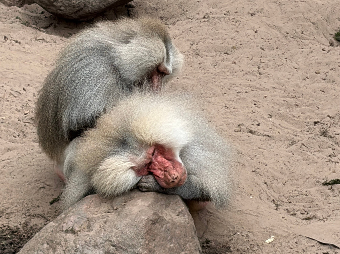 DierenPark Amersfoort-阿默斯福特必去景点