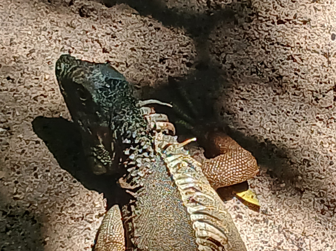 Croco Cun Zoo-从莫雷洛斯港必去景点