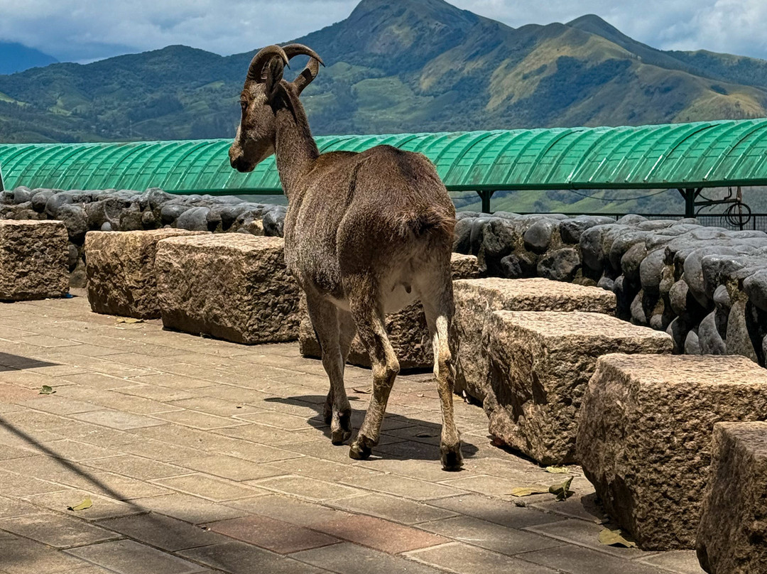 Rajamalai (Eravikulam) National Park-慕那尔必去景点