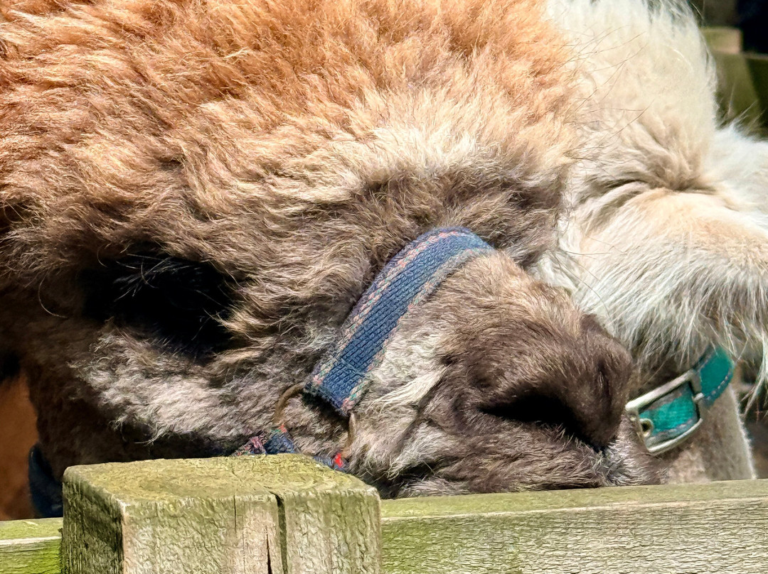 John Muir Alpacas-Dunbar必去景点