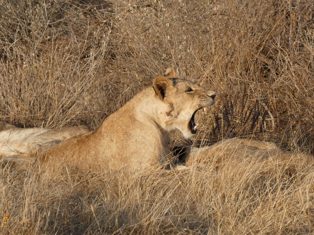 Click Safari Kenya