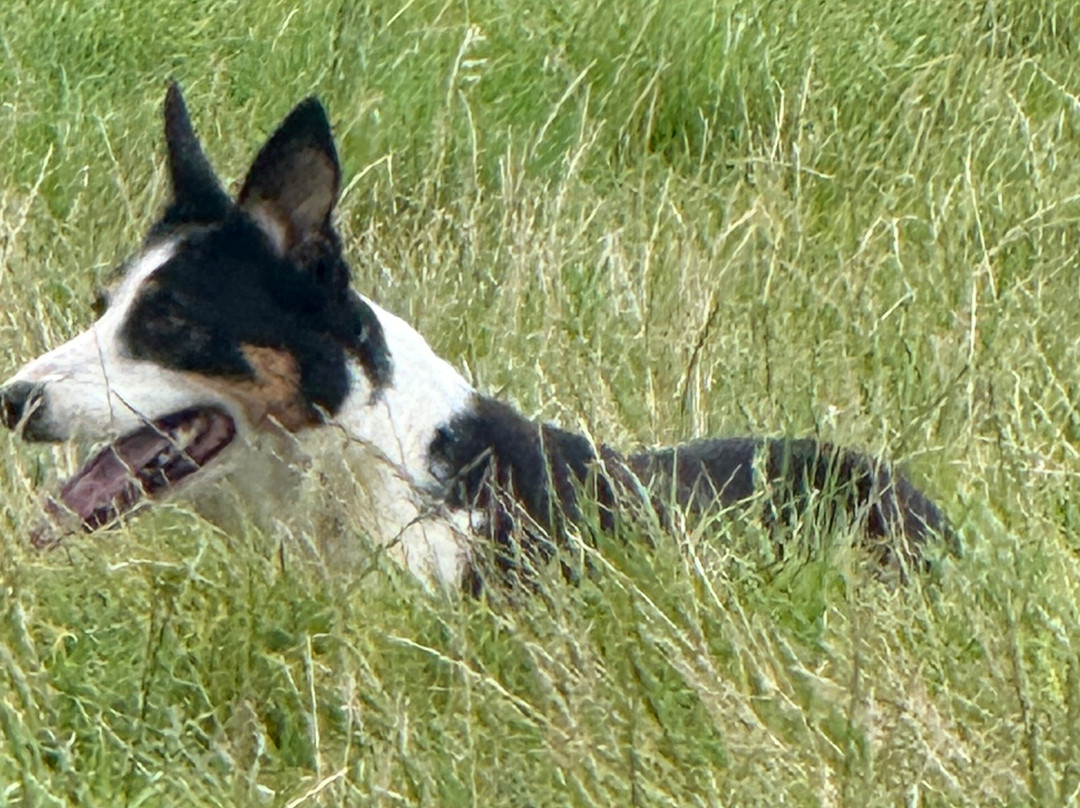 Atlantic Sheepdogs-Grange必去景点