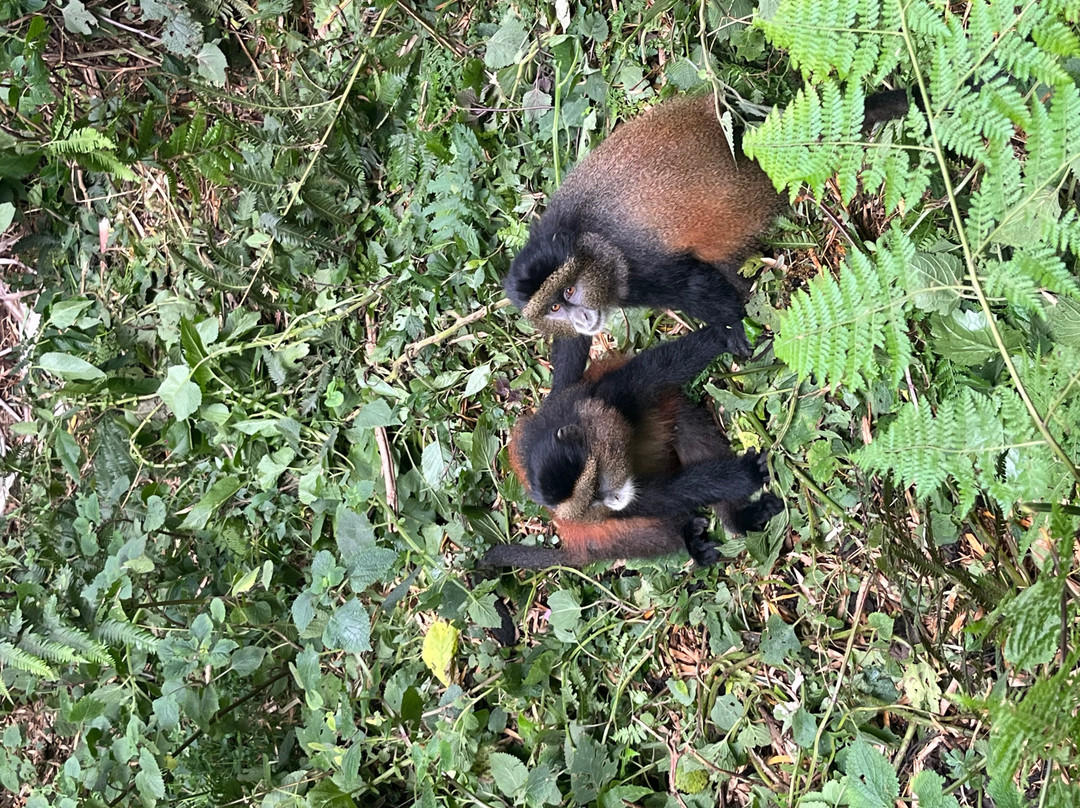Mgahinga Gorilla National Park-Kisoro必去景点