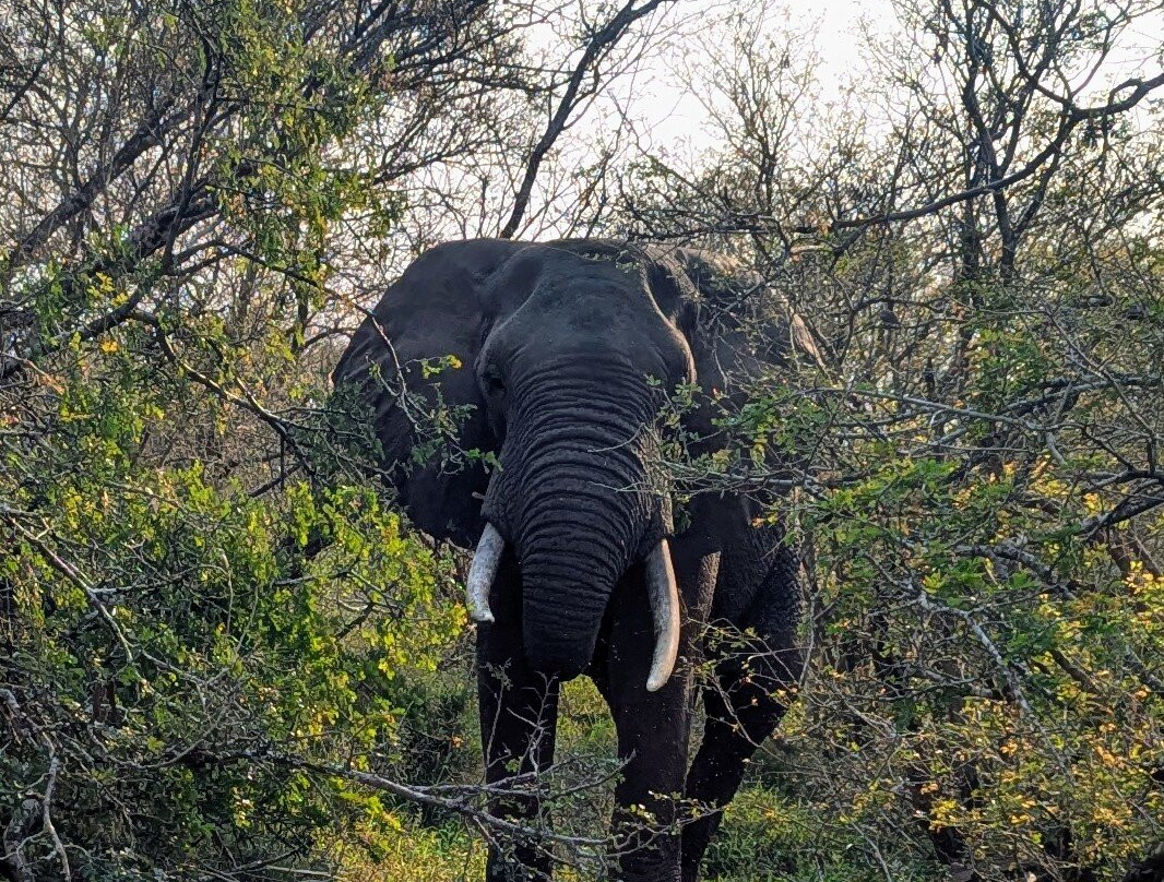 Lion Roar Safaris-尼斯普鲁特必去景点