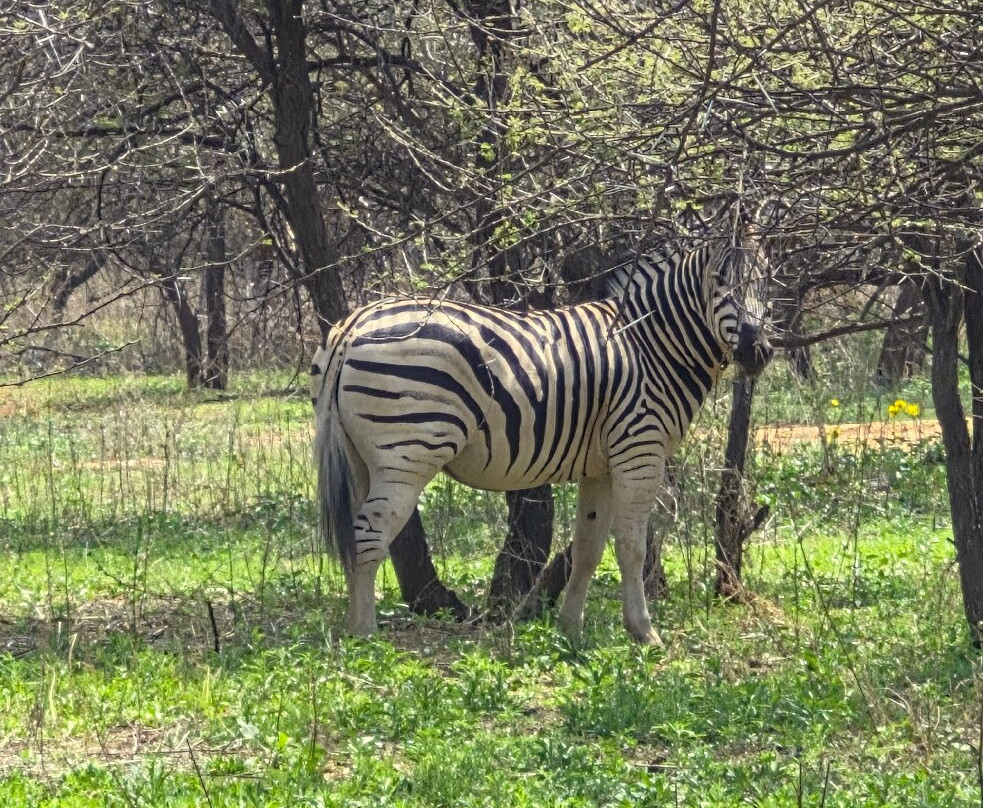 Gaborone Game Reserve-嘉伯隆里必去景点