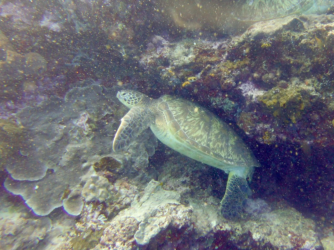 Thalassa Dive Resorts Indonesia-布纳肯岛必去景点