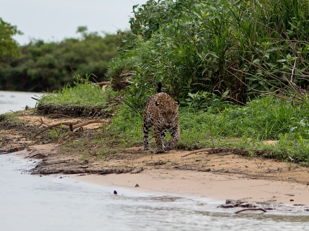 Journey With Jaguars-Porto Jofre必去景点