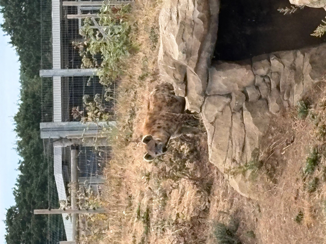 Yorkshire Wildlife Park-Auckley必去景点
