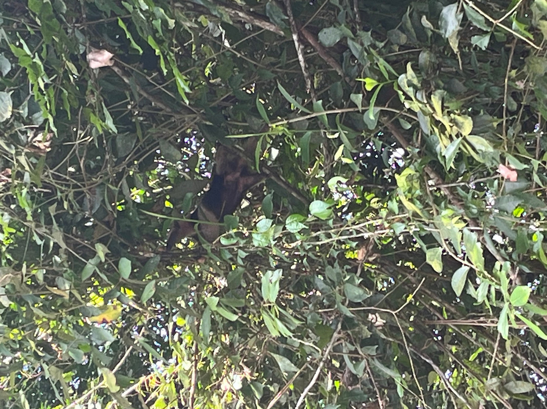 Costa Rica Roots Tours-托图杰多必去景点