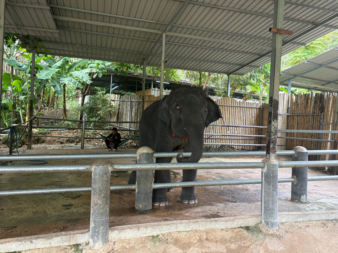Phuket Elephant Care-奈通必去景点