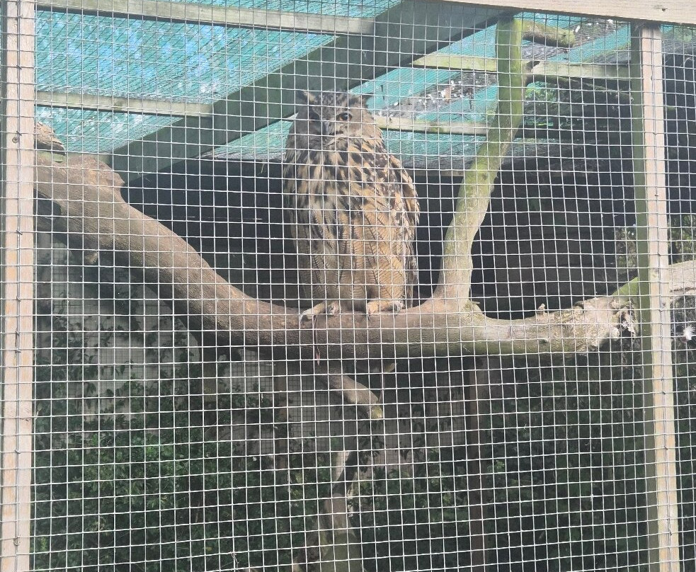 Andy Howeys Birds of Prey Centre-特威德河畔贝里克必去景点