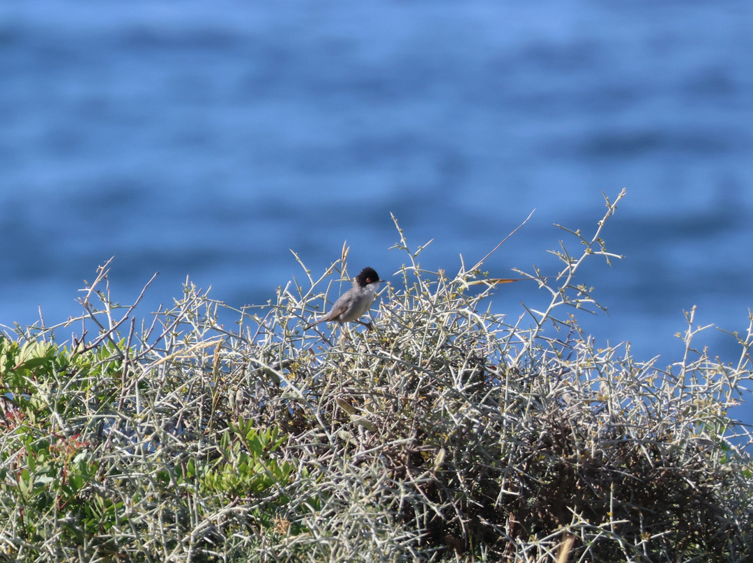 Birding The Strait-塔里法必去景点