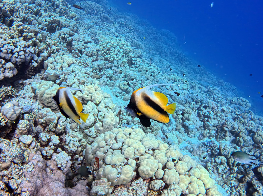 ORCA Dive Club Soma Bay-索马湾必去景点