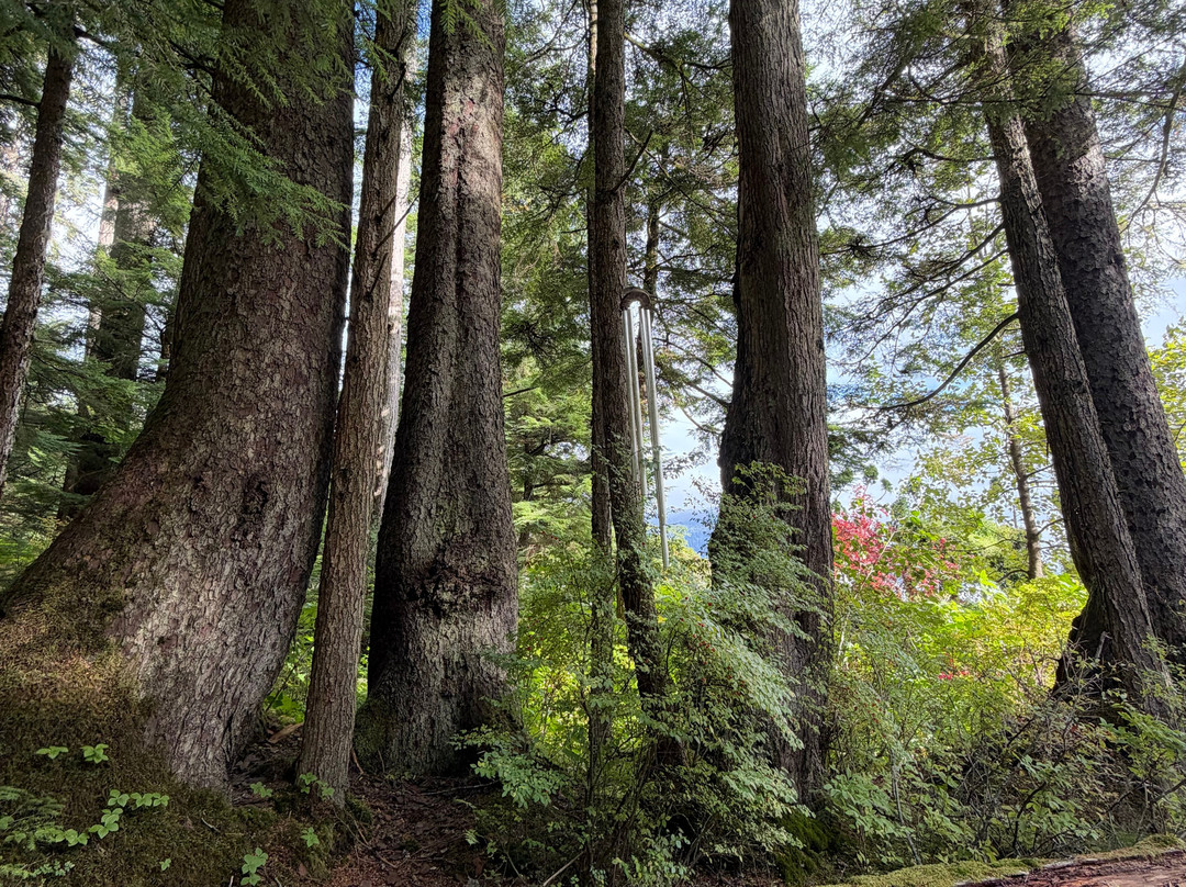 Glacier Gardens Rainforest Adventure-朱诺必去景点