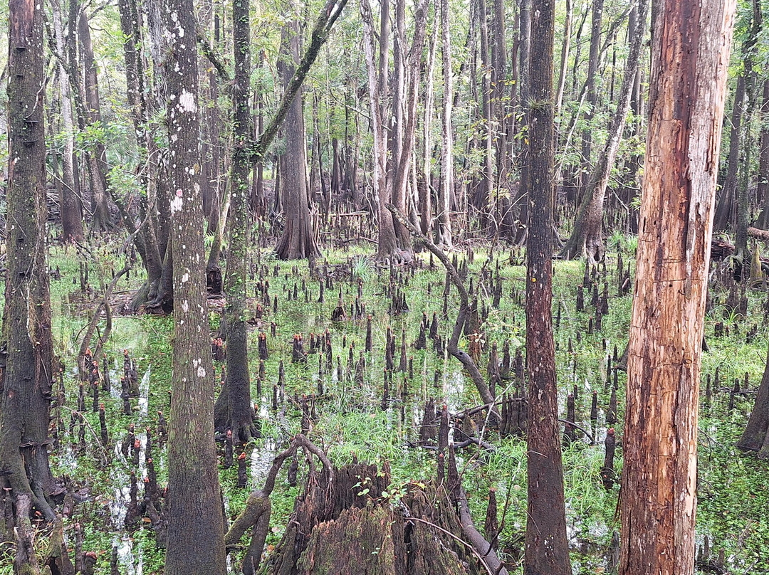 Manatee Springs State Park-Chiefland必去景点