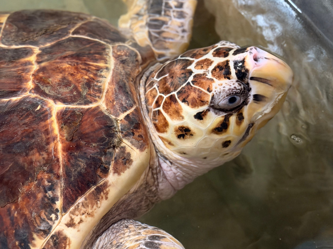 Sea Turtle Conservation Project (Koggala)-克拉必去景点