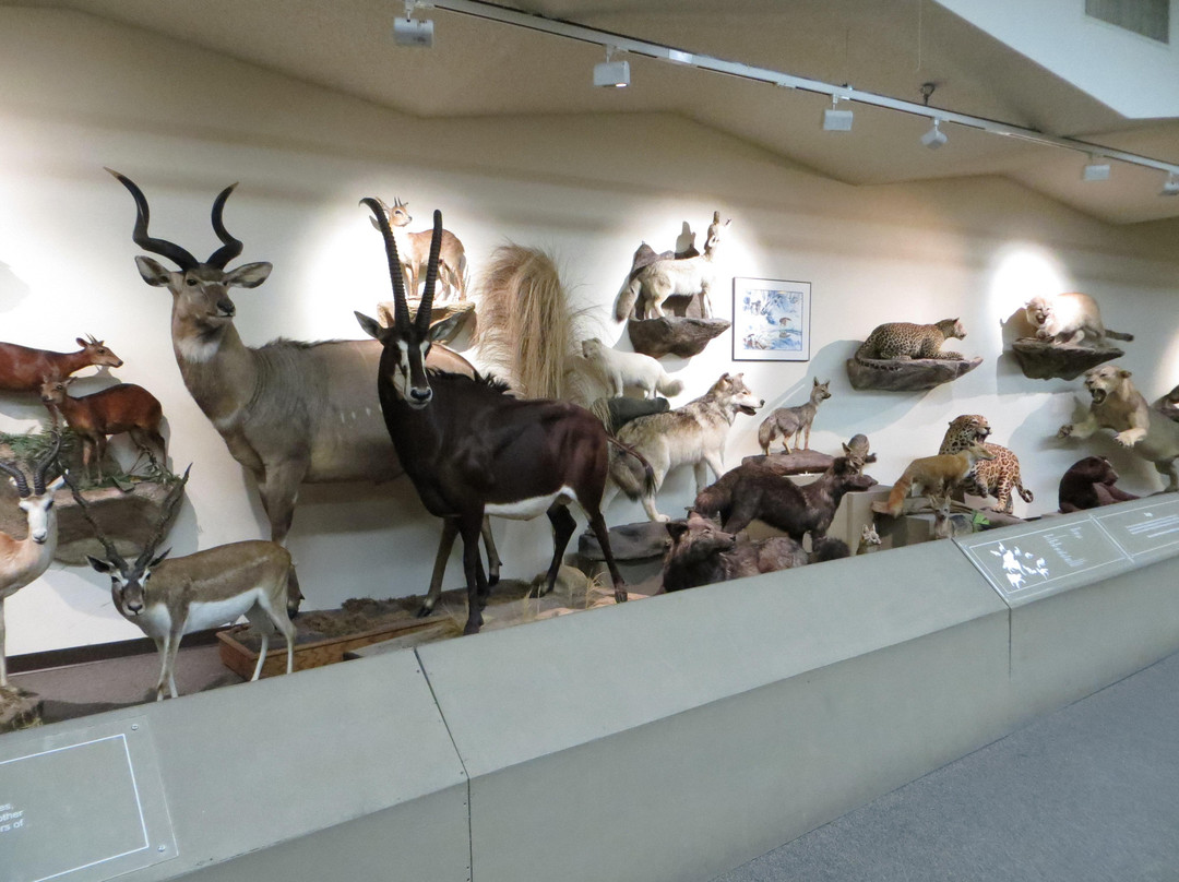拉斯维加斯自然历史博物馆景点图片