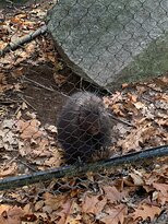 Maine Wildlife Park景点图片